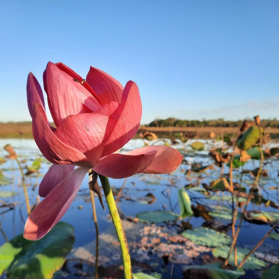 Wild Nature Lodge, Mareeba Wetlands Biboohra ภายนอก รูปภาพ