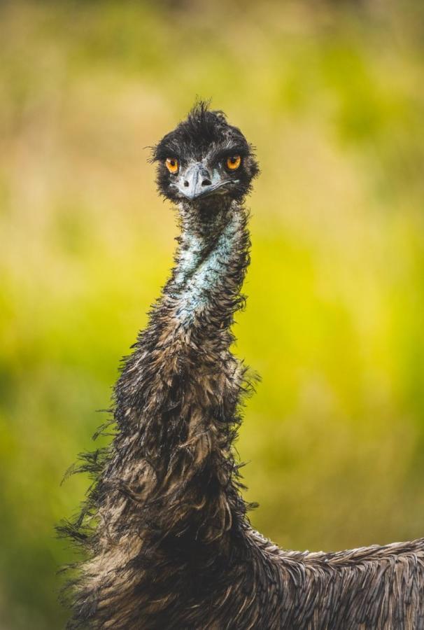 Wild Nature Lodge, Mareeba Wetlands Biboohra ภายนอก รูปภาพ