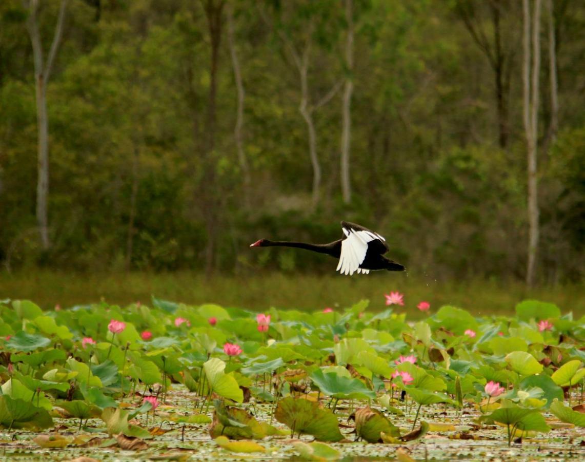 Wild Nature Lodge, Mareeba Wetlands Biboohra ภายนอก รูปภาพ
