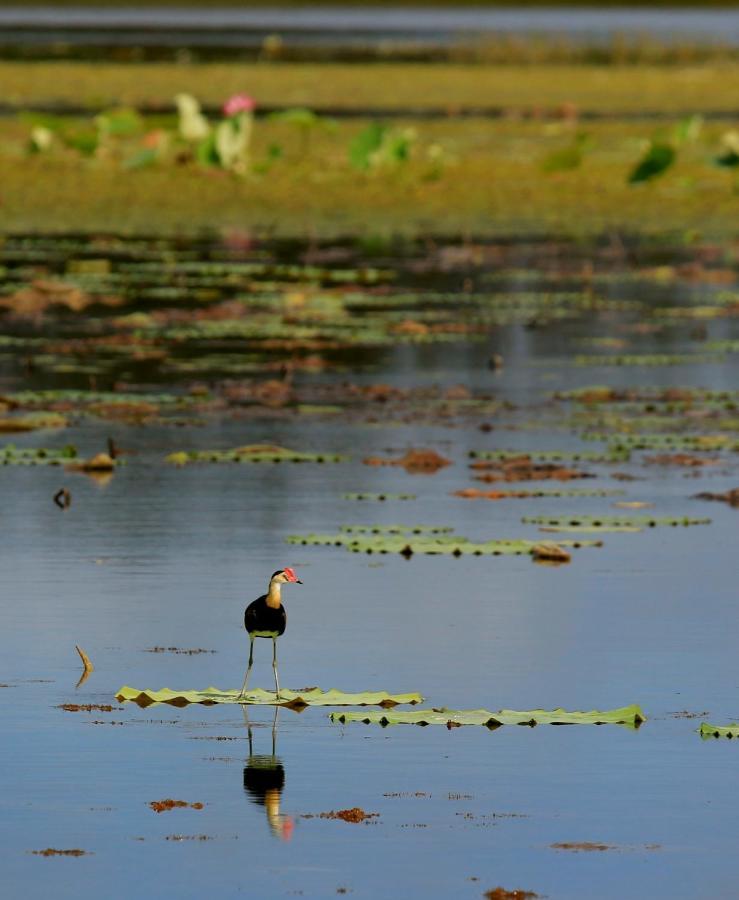 Wild Nature Lodge, Mareeba Wetlands Biboohra ภายนอก รูปภาพ
