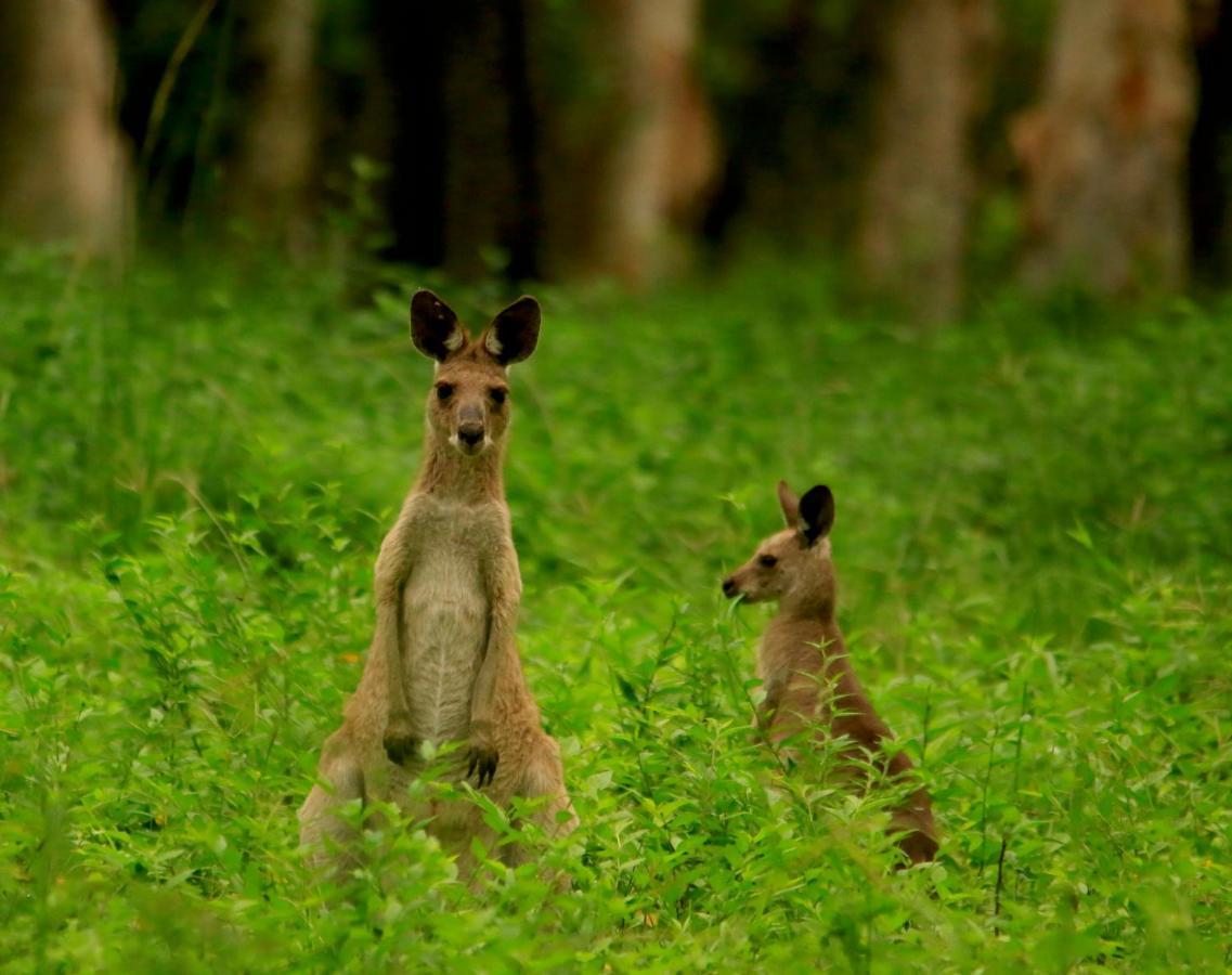 Wild Nature Lodge, Mareeba Wetlands Biboohra ภายนอก รูปภาพ
