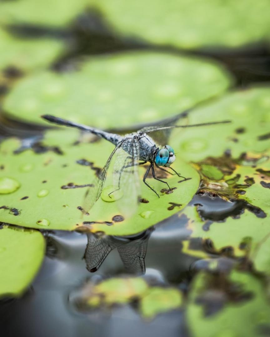Wild Nature Lodge, Mareeba Wetlands Biboohra ภายนอก รูปภาพ